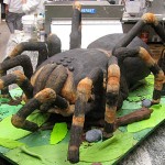 Tort pająk (źródło: tlc.howstuffworks.com)