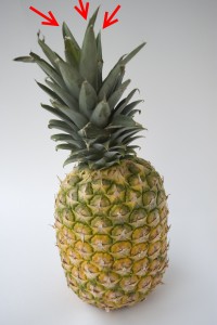 Jak rozpoznać świeżego ananasa? (źródło: sxc.hu)